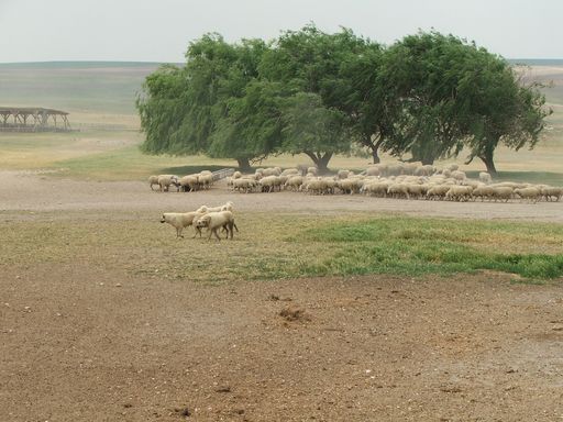 Karabash, moutons, bergers riment avec espace et liberté